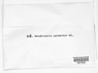 Hendersonia sarmentorum image